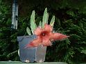 Stapelia grandiflora_1